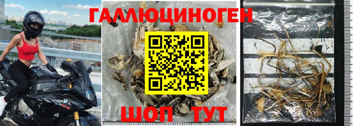 купить закладку  Богородицк  Псилоцибиновые грибы Psilocybine cubensis  Псилоцибиновые грибы прущие грибы 